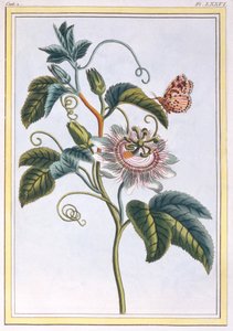 La Grenadille eller Le Maracot (blå passionsblomma), ca 1766 (handkolorerat gravyr)